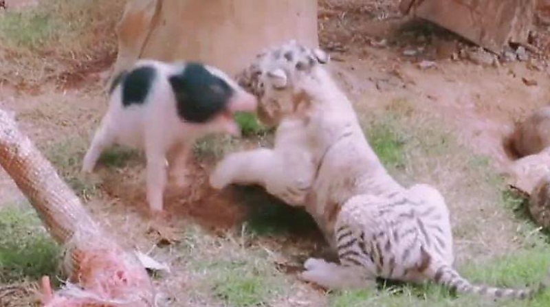 Ожесточённая схватка поросёнка с тигрёнком попала на видео в китайском зоопарке ▶