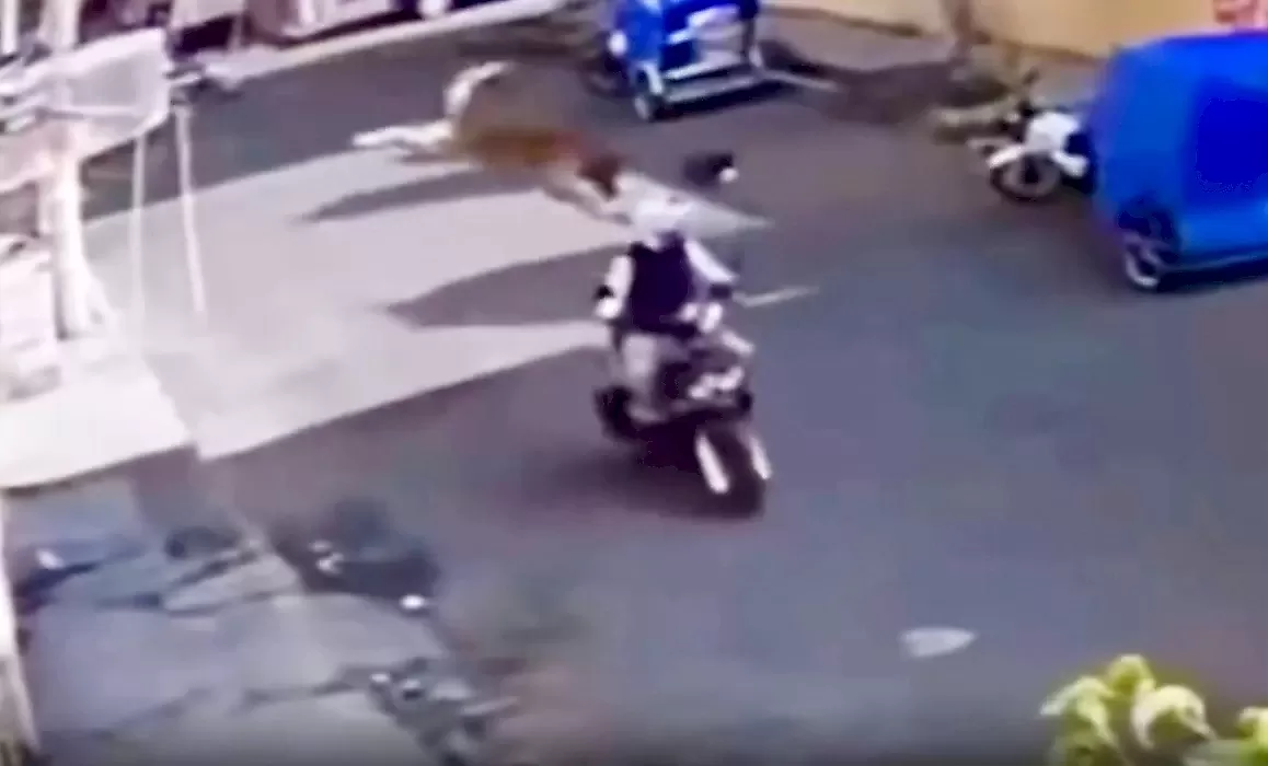 Пёс подкараулил мотоциклиста и в прыжке сбил его с байка: видео