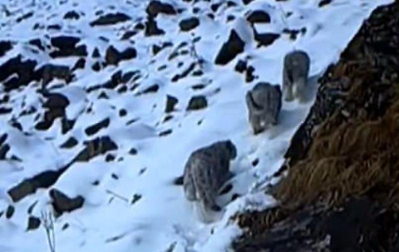 Самка снежного барса, обучающая детёнышей охоте, попала на видеокамеру в горах Китая ▶