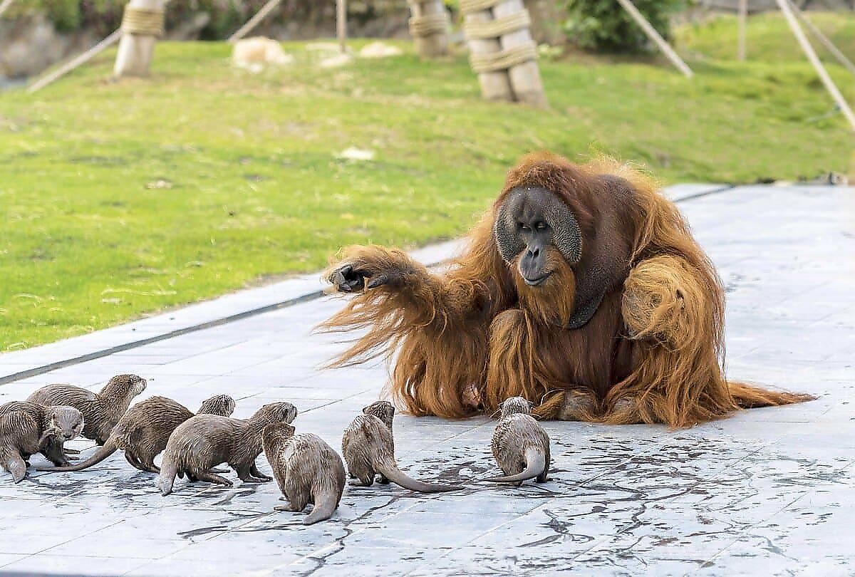 Семейство выдр подружилось с семьёй орангутанов в бельгийском зоопарке
