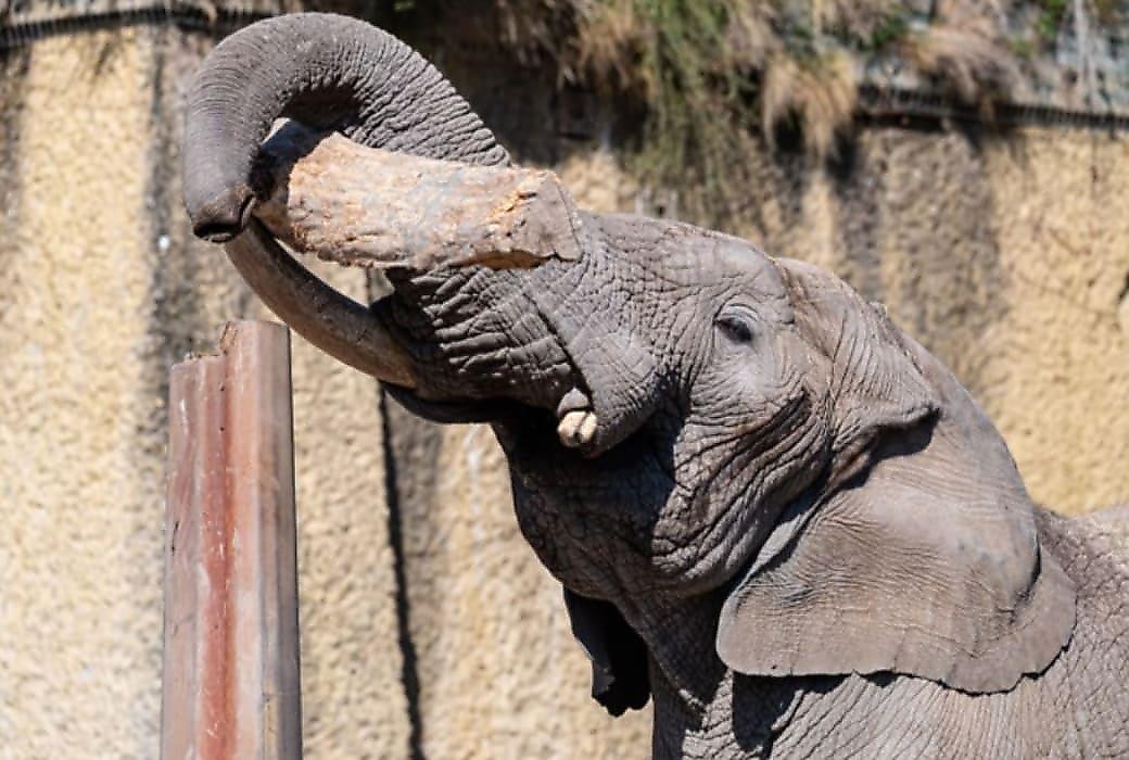 Слон, уравновешивающий на столбе брёвна, поразил интернет-пользователей