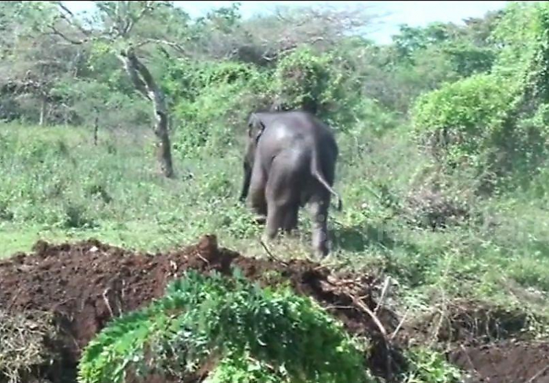 Слониха атаковала трактор со спасателями, пытавшимися вытащить её слонёнка из ямы в Шри-Ланке ▶
