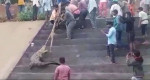 Жители индийской деревни вытащили из канала упрямого крокодила (Видео)