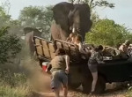 Злющий слон атаковал сафари-мобиль и заставил туристов спасаться бегством в ЮАР