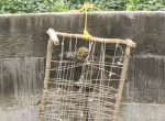 Леопард, упавший в колодец, вскарабкался по верёвочной лестнице в Индии ▶
