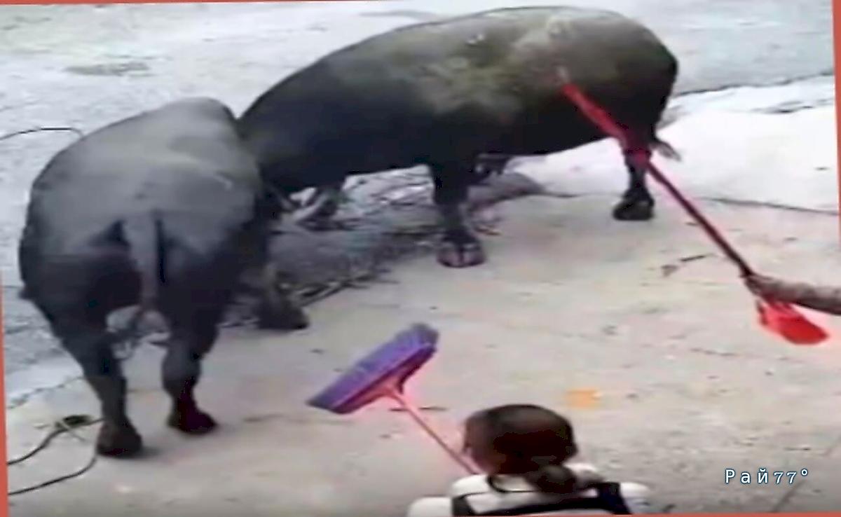 Буйволы не поделили территории и устроили потасовку на глазах у своих хозяев Буйволы не поделили территории и устроили потасовку на глазах у своих хозяев