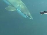 Дайвер 10 минут отбивался от белой акулы возле побережья Австралии ▶