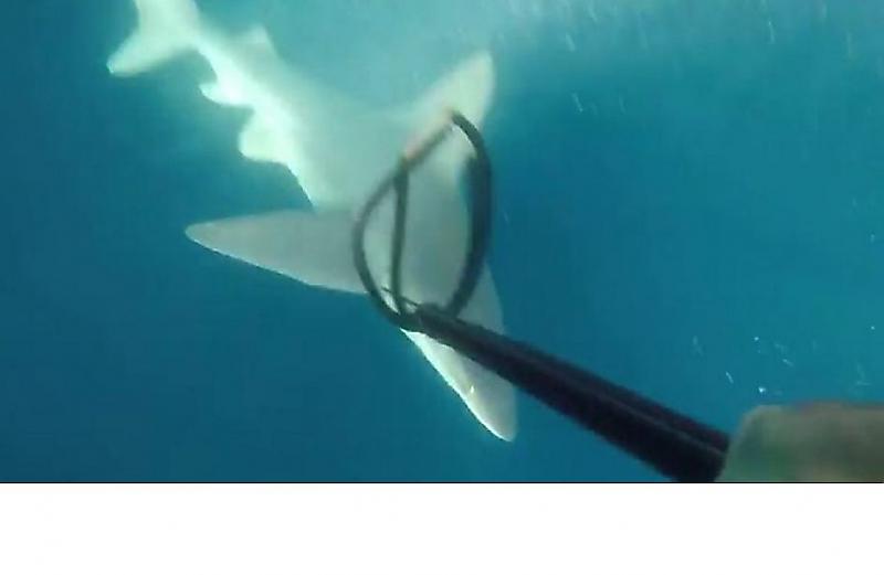 Дайвер-охотник чуть сам не стал добычей акулы у побережья Флориды ▶