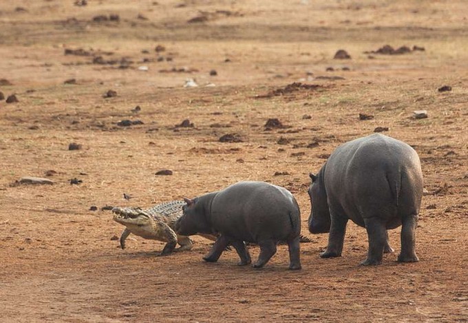 Два бегемота бесцеремонно разбудили и прогнали крокодила в африканском заповеднике