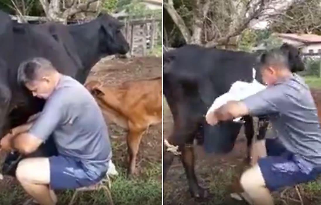 Корова в наказание «напоила» молоком своего владельца, обидевшего её телёнка - видео