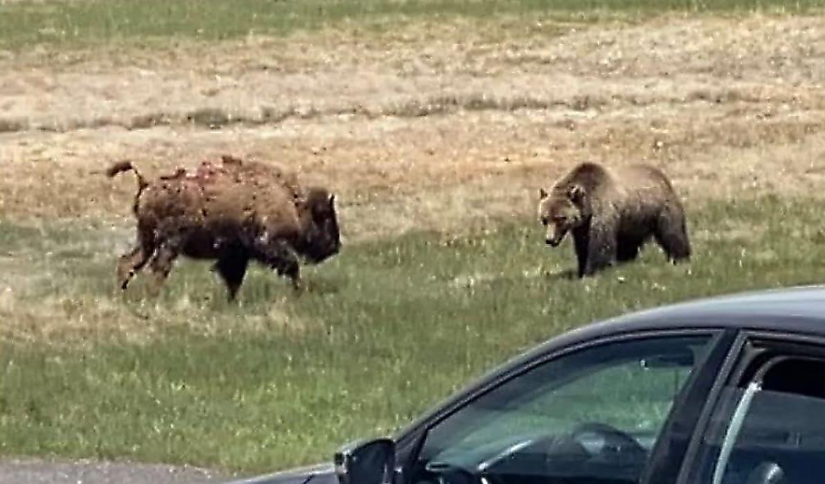 Кровожадный медведь погубил молодого бизона на глазах у туристов в США
