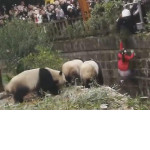 Маленькая девочка упала в вольер к пандам в Китае ▶