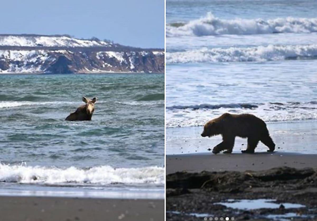 Медведь, заставший лося за купанием, остался голодным на Камчатке