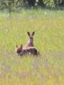 Необычный дуэт: британка сфотографировала зайца, отдыхающего в обществе лисицы в национальном заповеднике 1