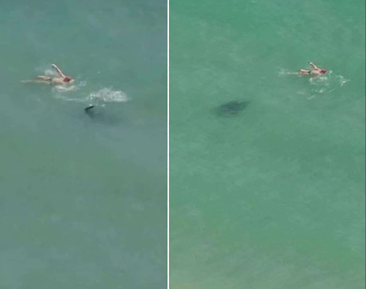 Смелый пловец потревожил покой огромного ската возле побережья Флориды