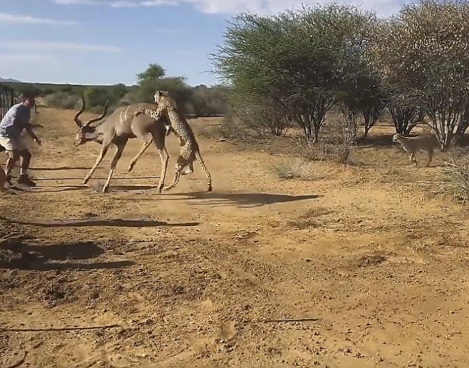 Два гепарда напали на антилопу в заповеднике Намибии (Видео)