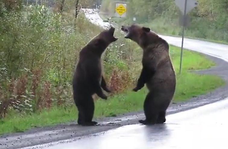 Два медведя устроили драку на середине дороги в Канаде ▶