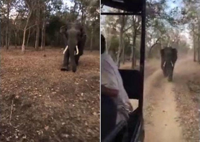 Грозный слон прогнал туристов в индийском заповеднике ▶