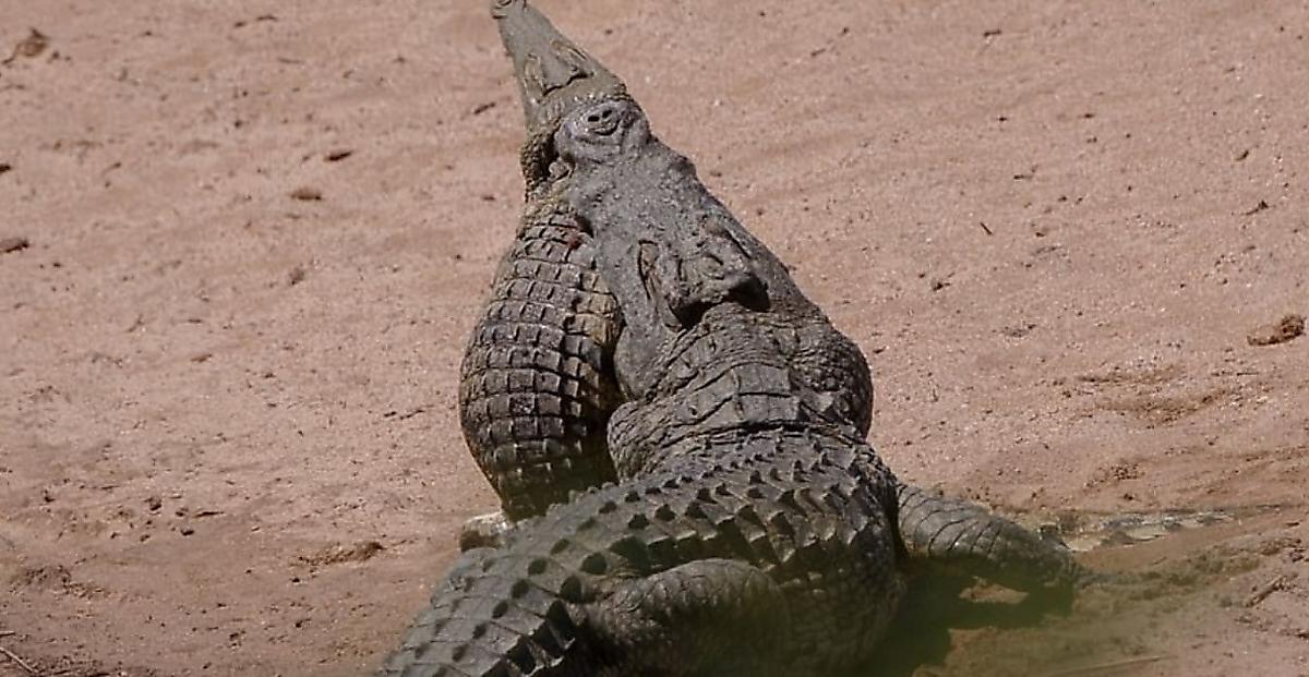 Крокодил сожрал заживо сородича на глазах у туриста
