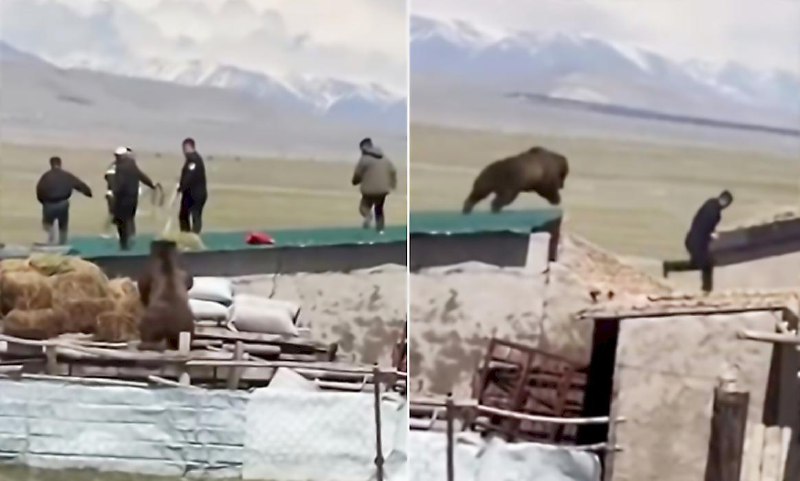 Медведь устроил погоню за экстремалами, дразнившими его на крыше