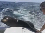 Морской лев бесцеремонно забрался в катер и напугал туристок