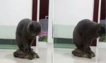 Наглый кот, прокатившийся на черепахе, вызвал смешанные чувства у интернет пользователей (Видео)