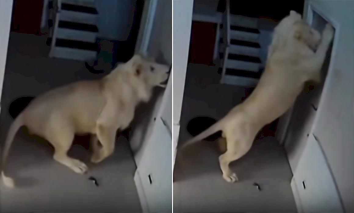 Сбежавший лев попытался ворваться в частное жилище и попал на видео