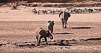 Слониха, защищая детёнышей, напала на стадо зазевавшихся коз в Кении