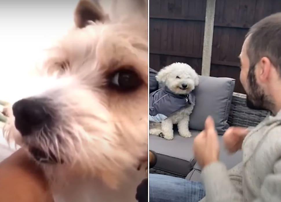 Собаки - «подозревака» и «улыбака» умилили сеть - видео