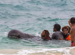 Акулы дождались, когда туристы спасут выброшенного на берег дельфина в Кабо-Верде 1