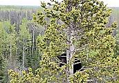 Альпинист спас двух осиротевших медвежат, застрявших на верхушке дерева ▶ 1