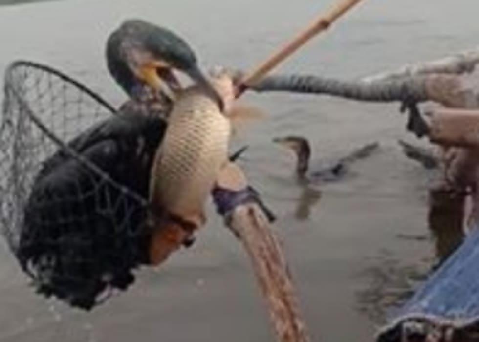 Бразильцы устроили зрелищную рыбалку с бакланами