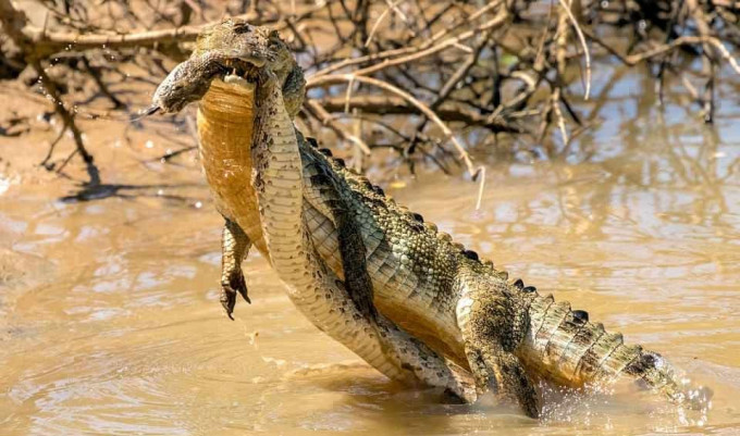 Схватку крокодила и гадюки снял фотограф в национальном парке Шри - Ланки
