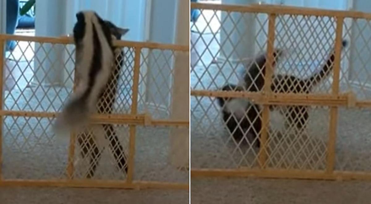 Дерзкий побег скунса при поддержке кота, попал на видео в США