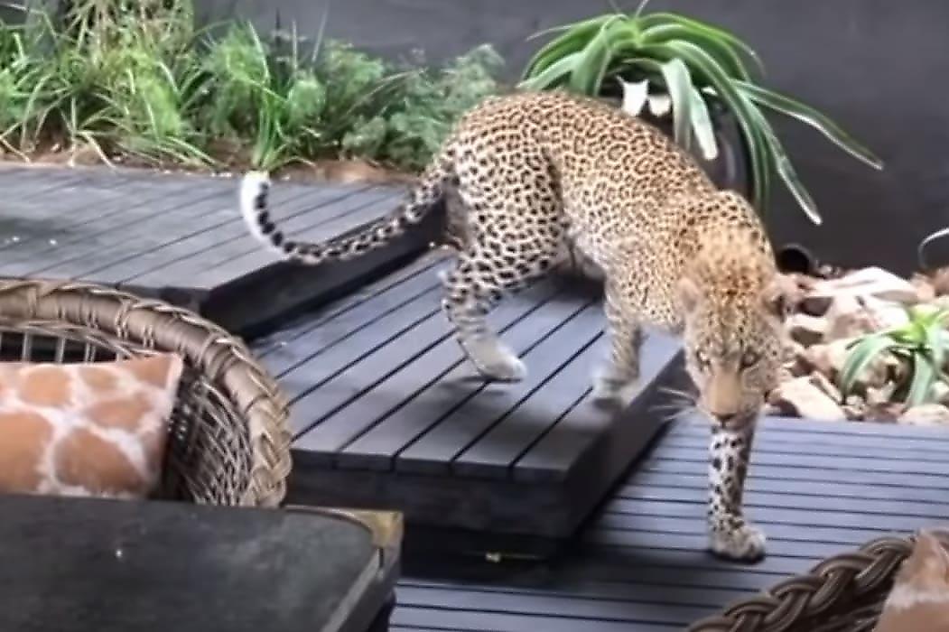 Леопард, преследуя козла, проник на территорию гостиничного домика и нарушил покой туристов в ЮАР