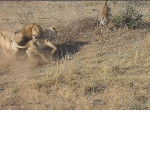 Нерасторопный лев испортил охоту львице в африканском заповеднике ▶