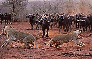 Шведский фотограф запечатлел погоню стада буйволов за двумя львами в ЮАР