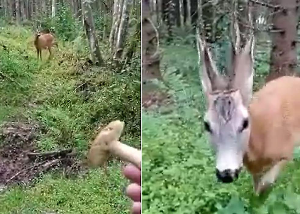 Турист при помощи гриба привлёк внимание оленя и заснял атаку агрессивного зверя