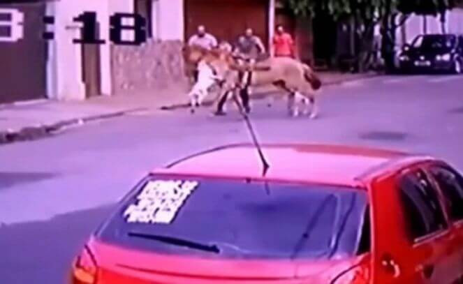 Два питбуля напали на лошадь в Бразилии (Видео)