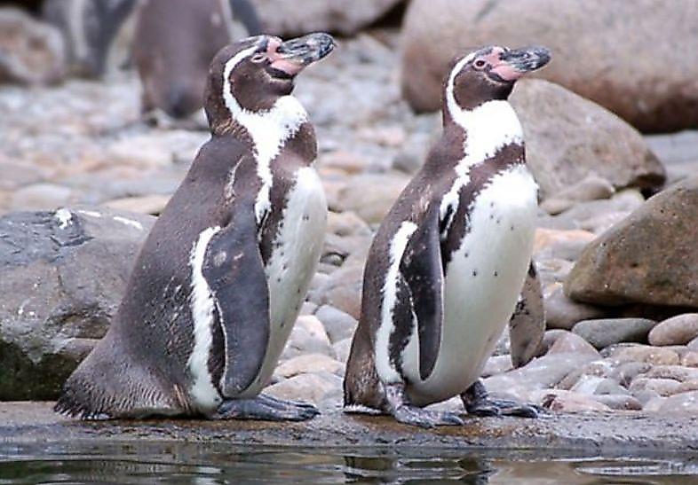 Двое пингвинов, лишившись яйца, уничтожили двоих соплеменников с потомством в зоопарке Дрездена ▶