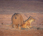 Голодающая львица не смогла справиться со слонёнком в национальном парке ЮАР 0
