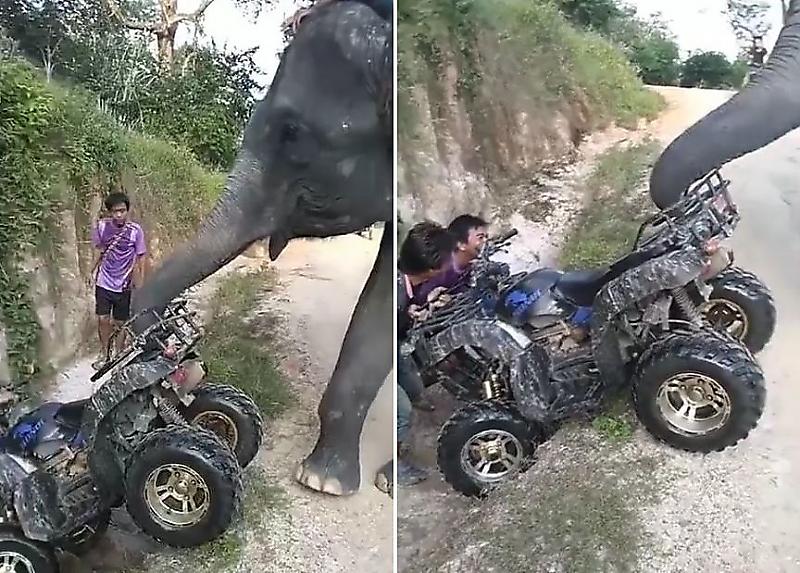 Хитрый слон не стал напрягаться и сделал вид, что помогает вытаскивать квадроцикл из кювета ▶
