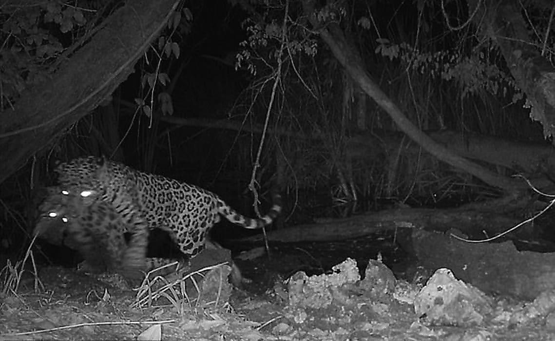 Ягуар поймал оцелота и попал на камеру фотоловушки у водопоя в Гватемале