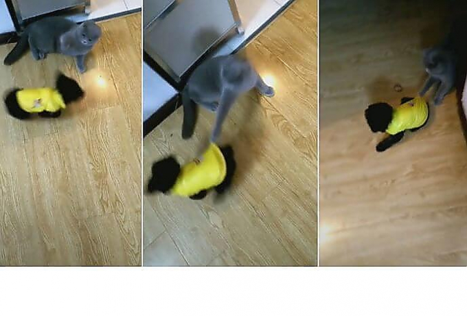 Коварный кот уволок за угол своего оппонента (Видео)