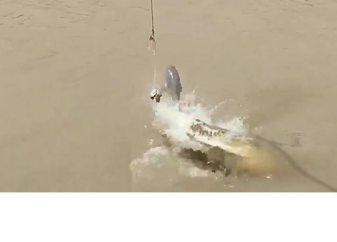 Наглая акула чуть не лишила обеда крокодила в мутной австралийской реке ▶