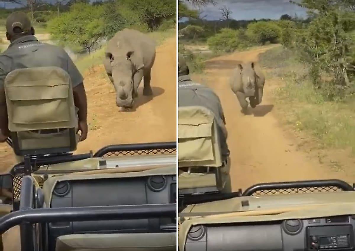 Носорог решил размяться и устроил погоню за машиной с туристами
