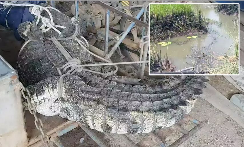 Огромного крокодила, сбежавшего с фермы, взяли в плен жители тайской деревни ▶
