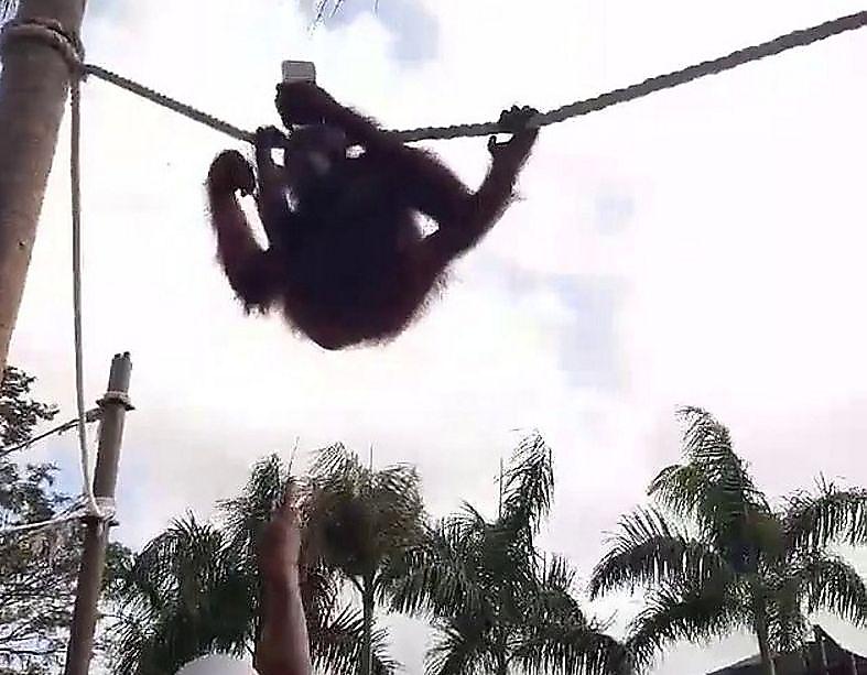 Орангутан лишил телефона туристку в зоопарке на Бали ▶