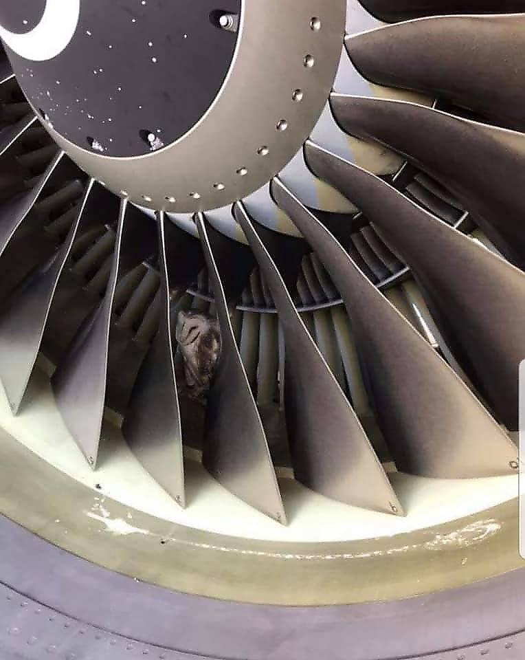 Пилот случайно обнаружил сову, спящую в двигателе самолёта