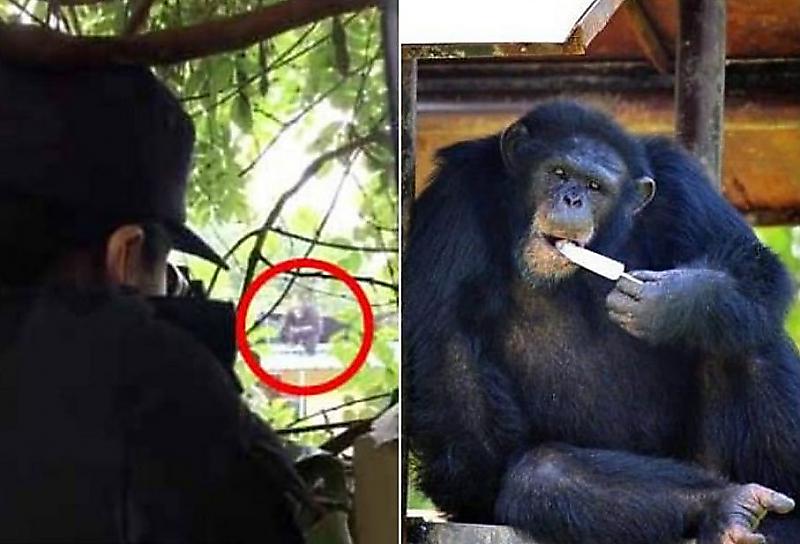 Полицейские, используя снотворное, вернули сбежавшего шимпанзе в китайский зоопарк ▶